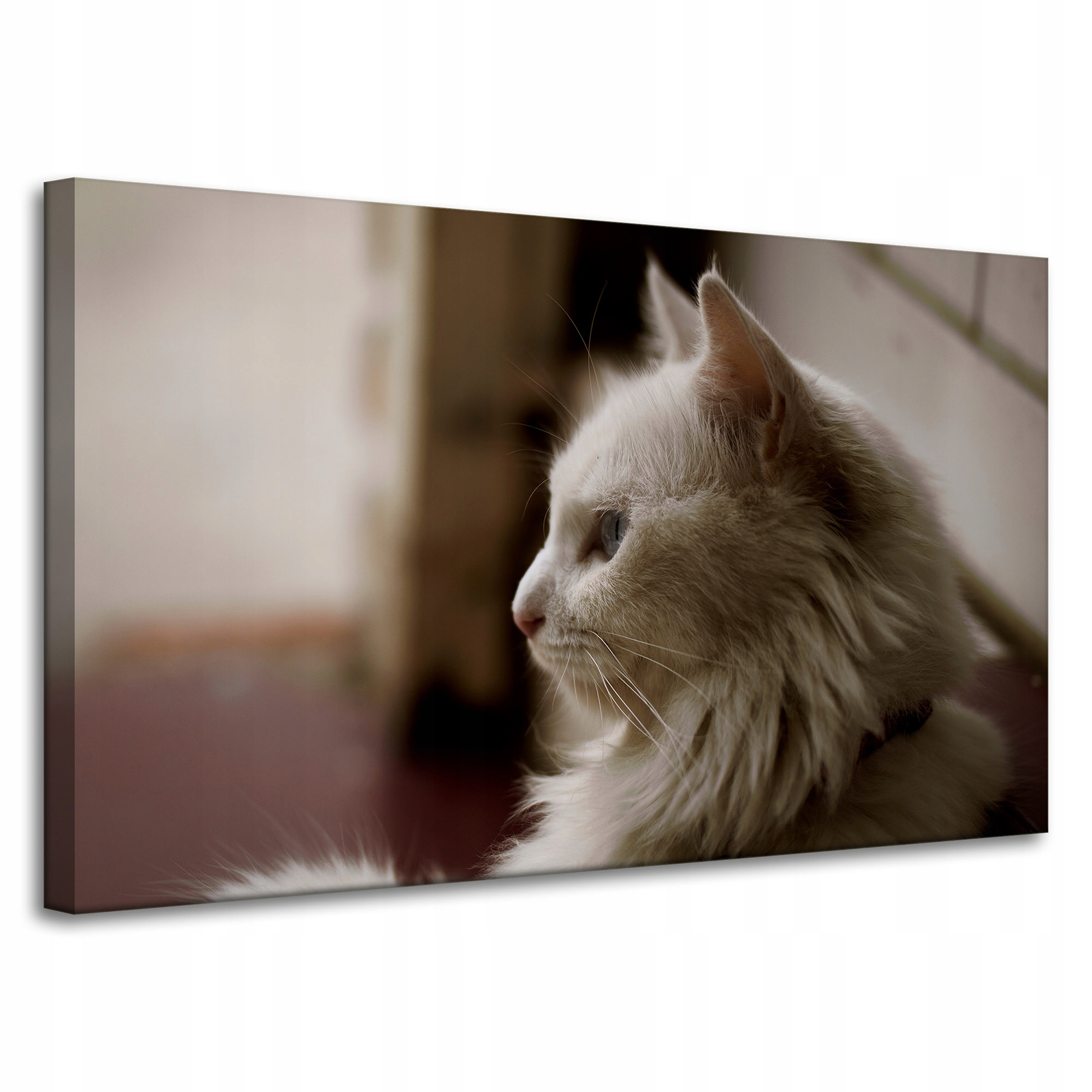 Obraz Canvas Zvířata Bílá kočka na plátně 100x60