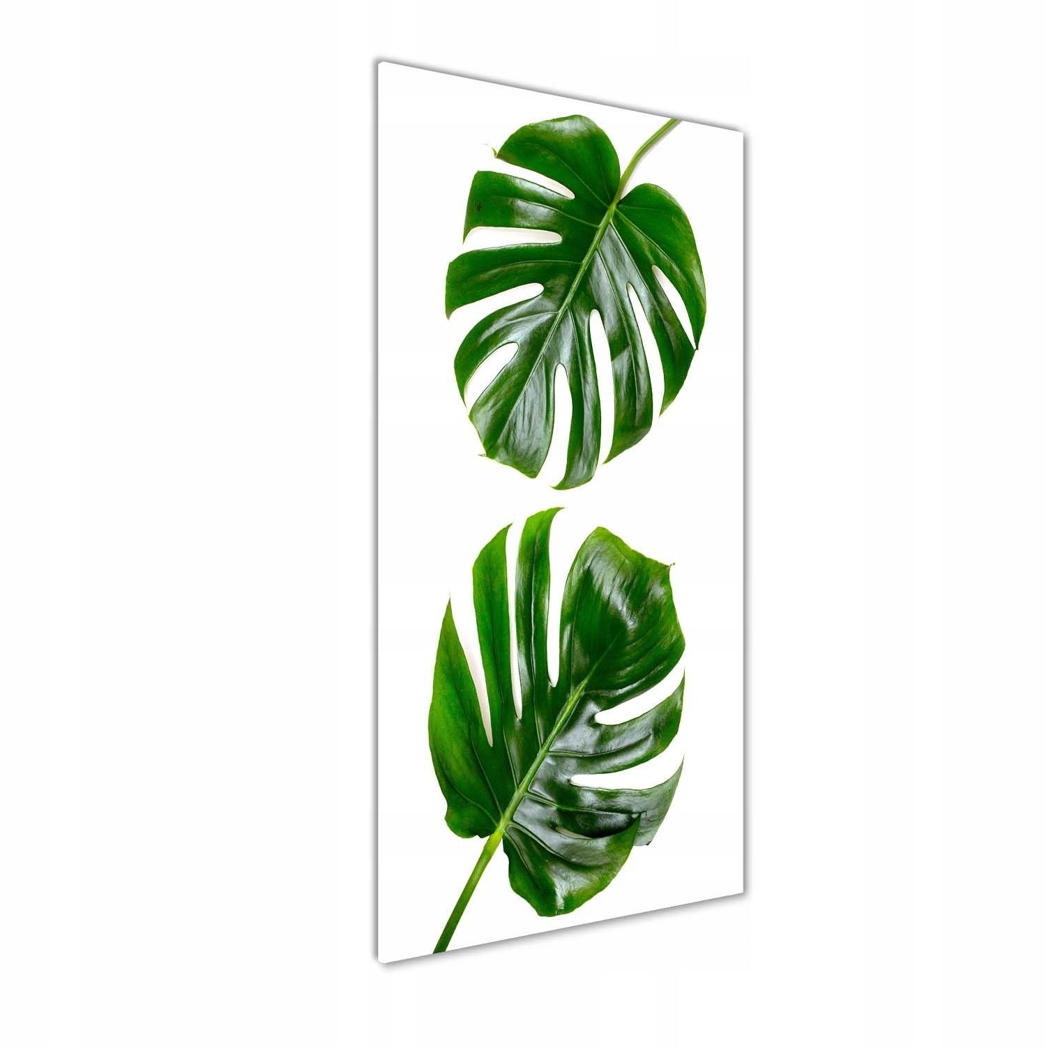 

Foto obraz akrylowy na ścianę Monstera 50x125 cm