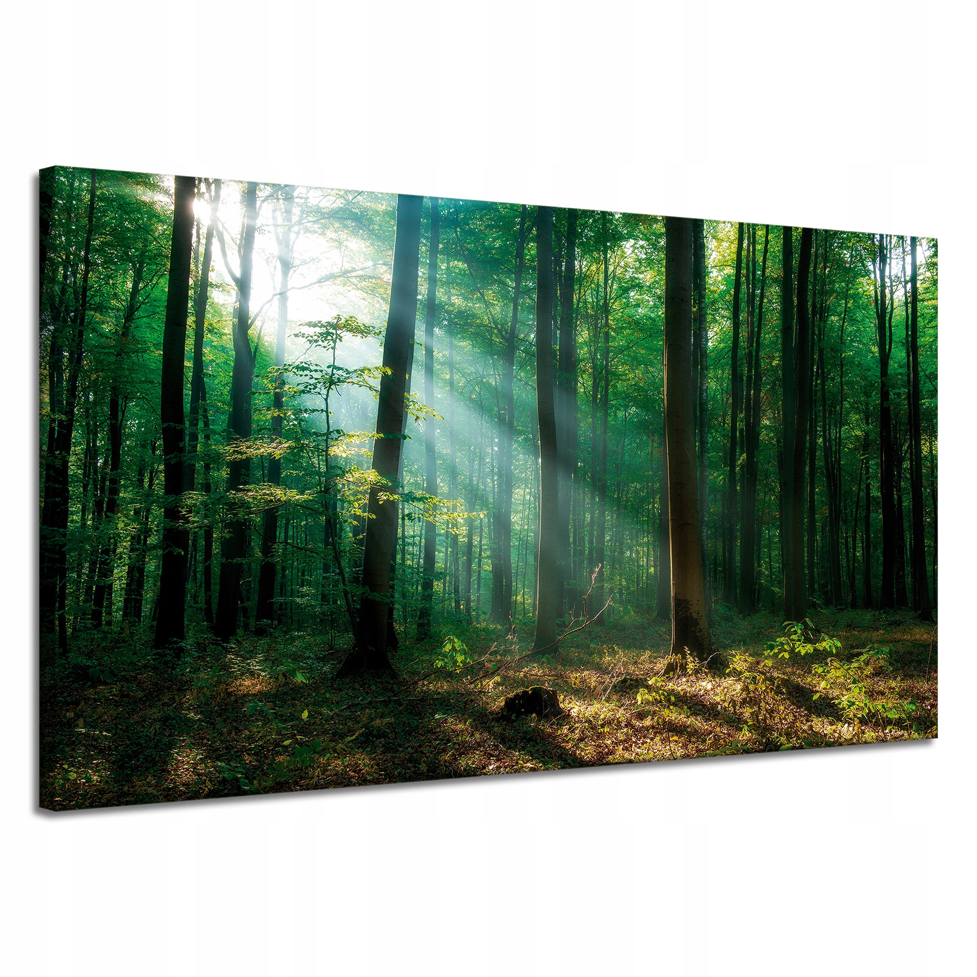 Obraz na plátně Les Stromy Sluneční paprsky 120x70 cm Ideální jako dárek