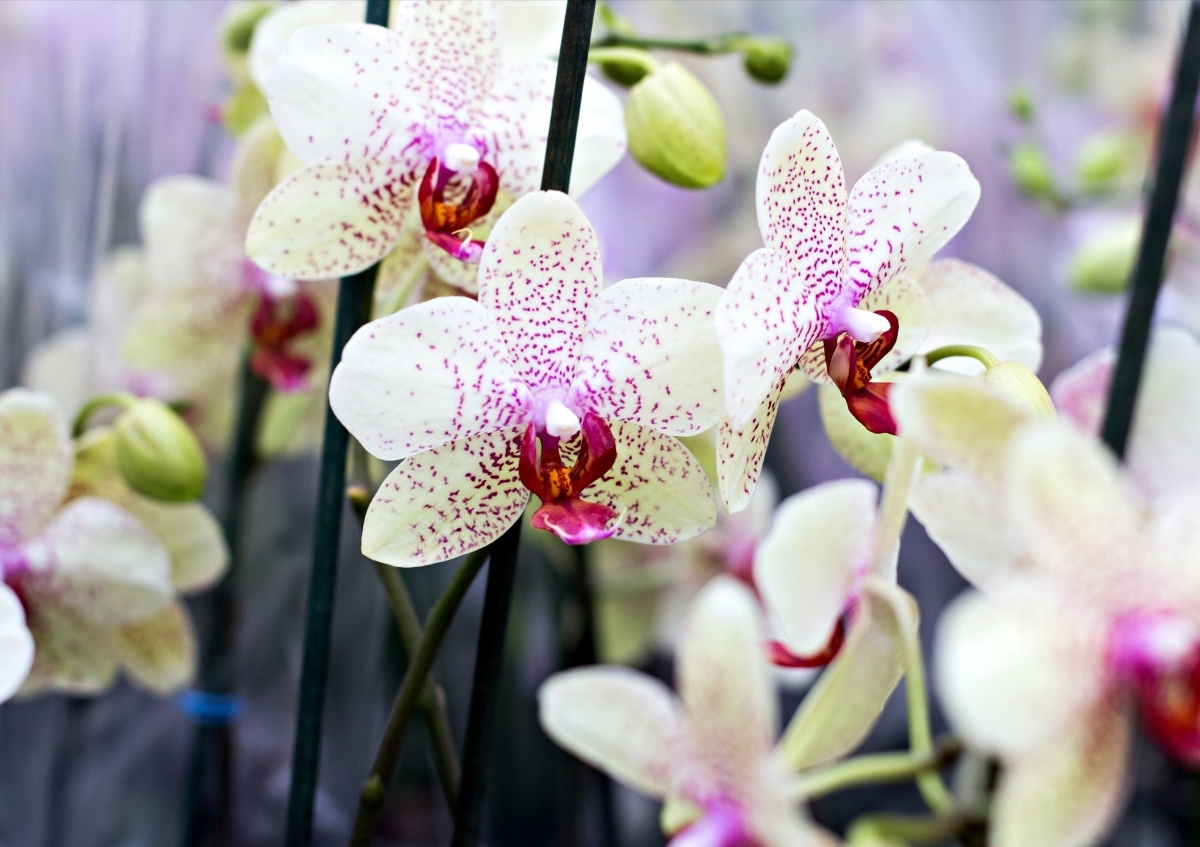 

Fototapeta Flizelinowa Orchidea Kwiaty 312x219