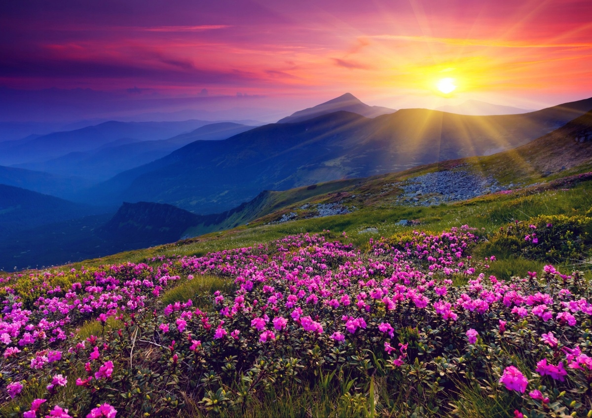 

Tapeta flizelinowa Rododendron Kwiaty - 312x219