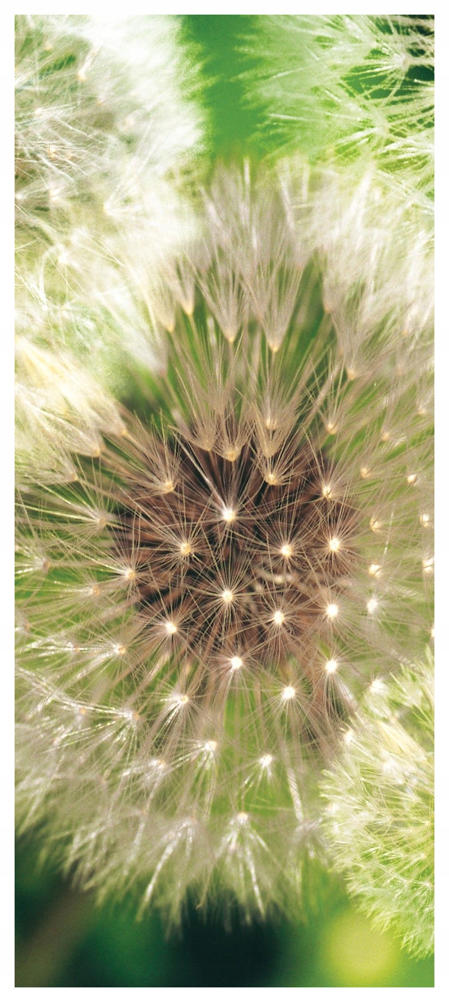 Fototapeta flizelina Pampeliška Jemná jarní chmýří harmonie 91x211 lepidlo