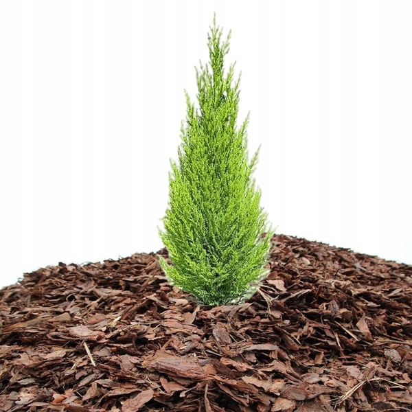 

Kora sosnowa ogrodowa 80L 50-100mm Przesiewana