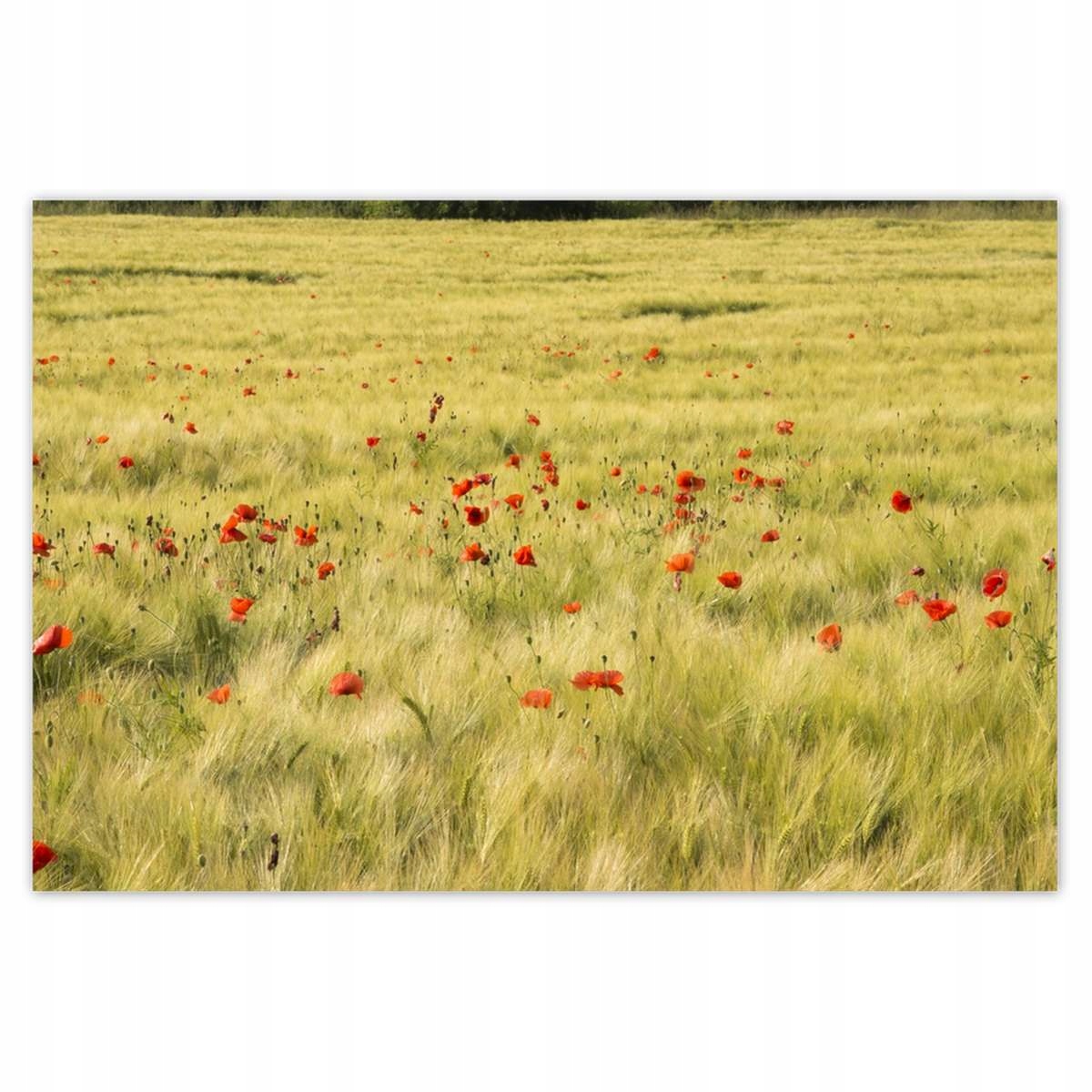 Plakáty 200x135 Maki na poli