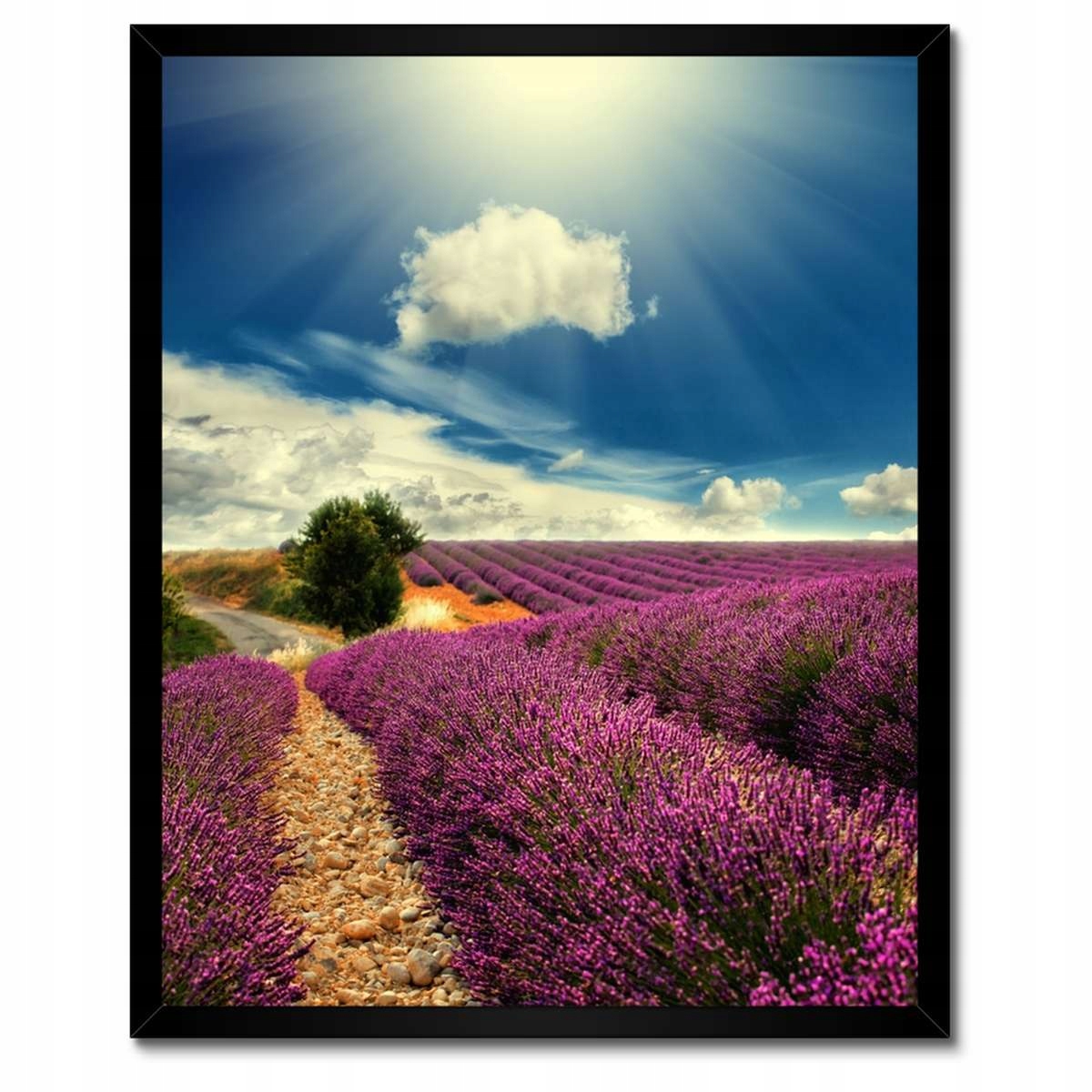 Plakáty v rámu 40x50 Levandulová krajina