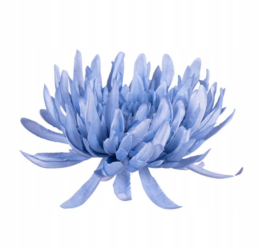 Chryzantema KRAB niebieska główka wyrobowa