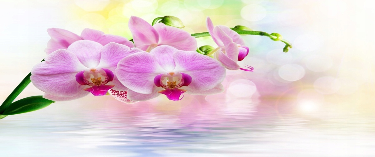 

Tapeta flizelinowa Orchidea Róż 250x104