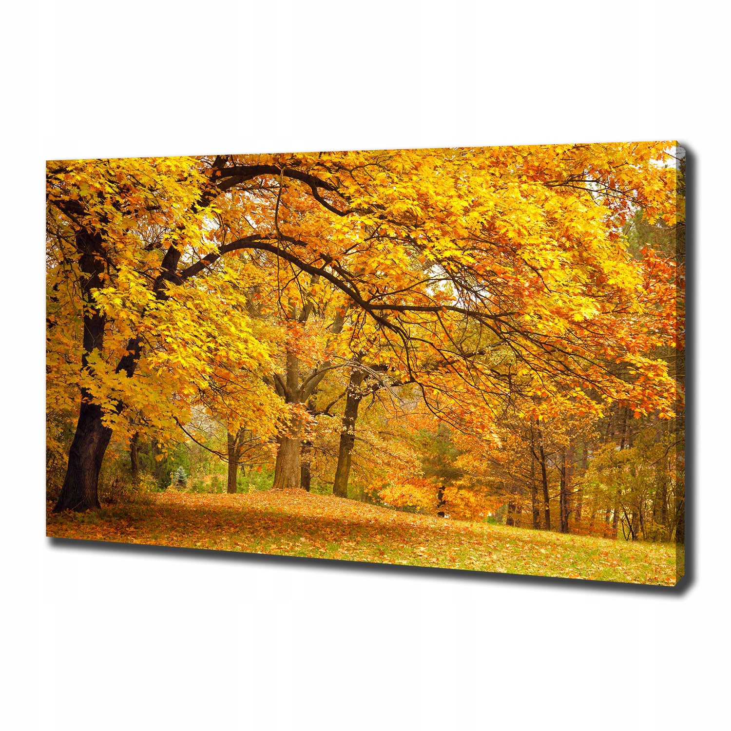 

Foto obraz na płótnie Jesień w parku 100x70 cm