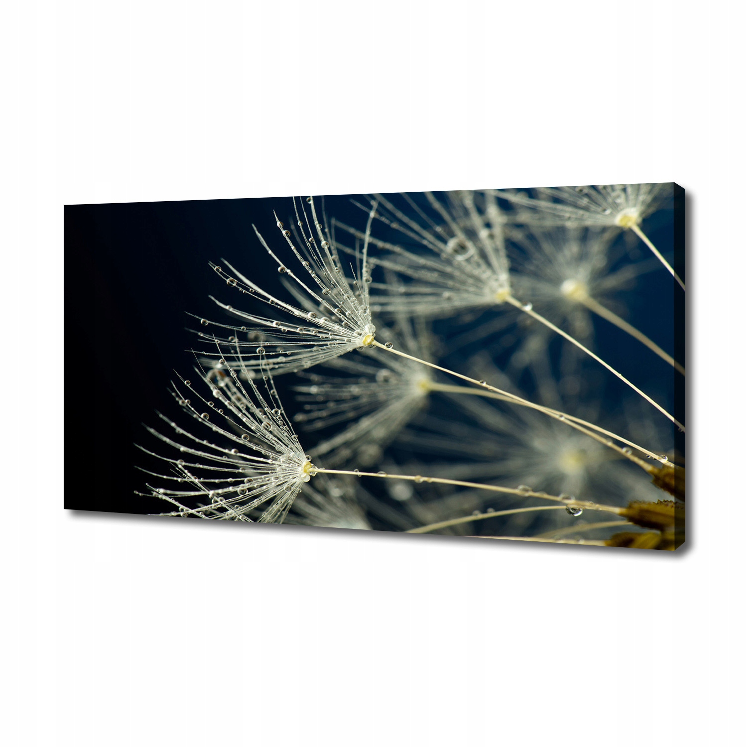 

Foto obraz na płótnie Nasiona dmuchawca 140x70 cm