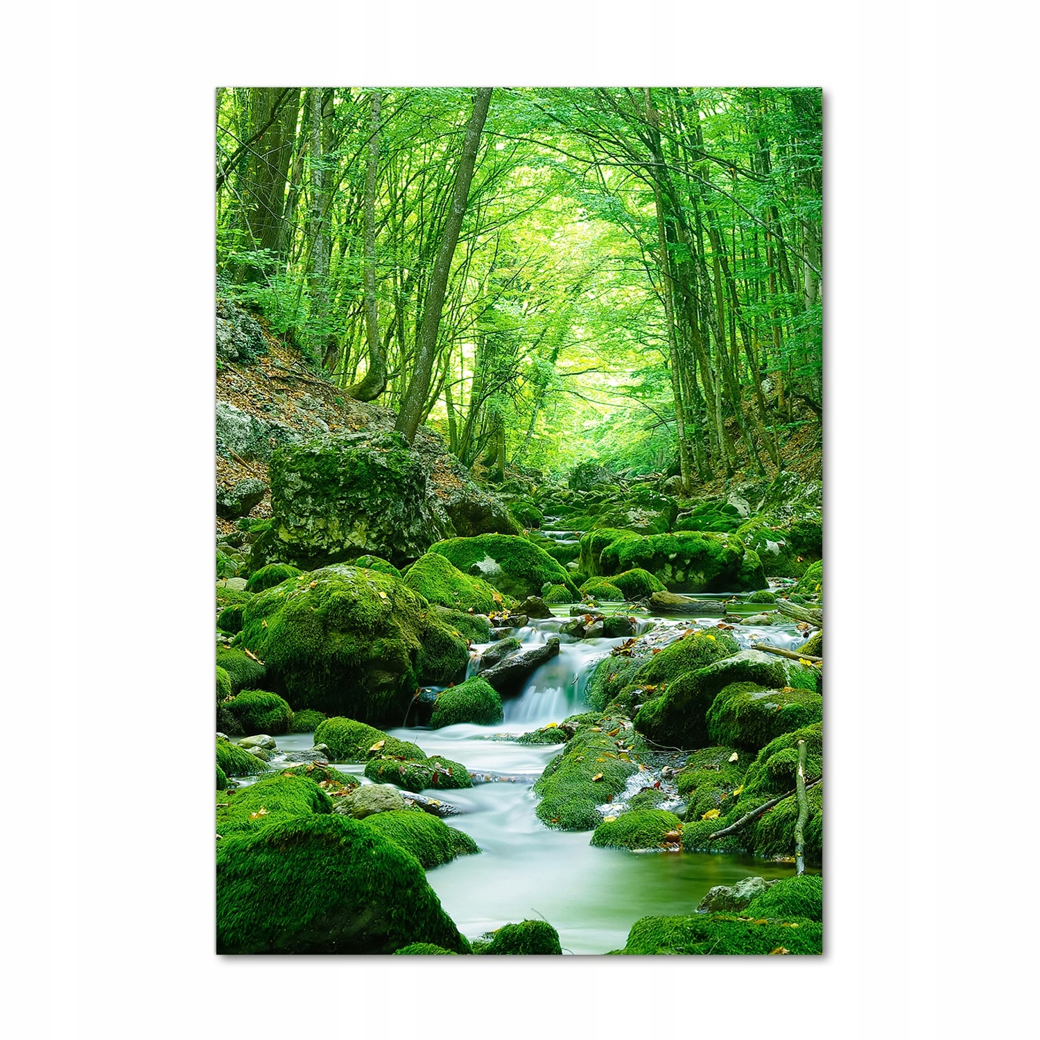 

Foto obraz szkło akrylowe Potok w dżungli 70x100cm