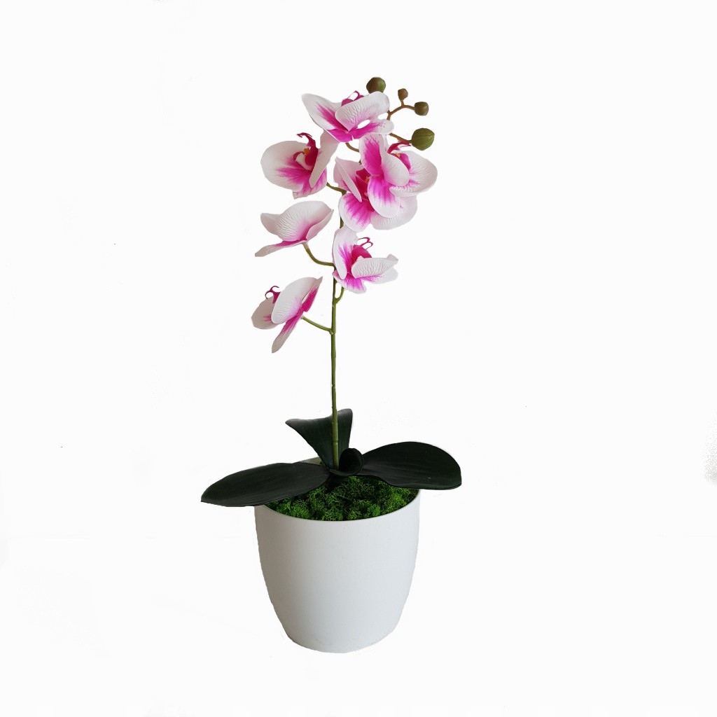 

Storczyk Gumowy W Doniczce Kompozycja Orchidea XXL