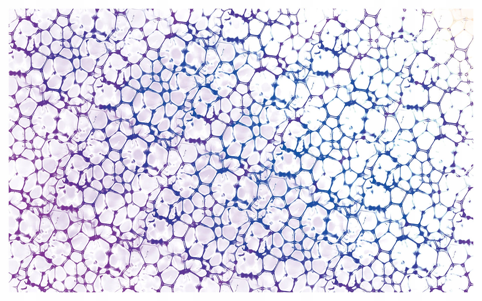 Vliesová fototapeta Gradient Buňky Efekt Síťka Barevné 350x250 lepidlo