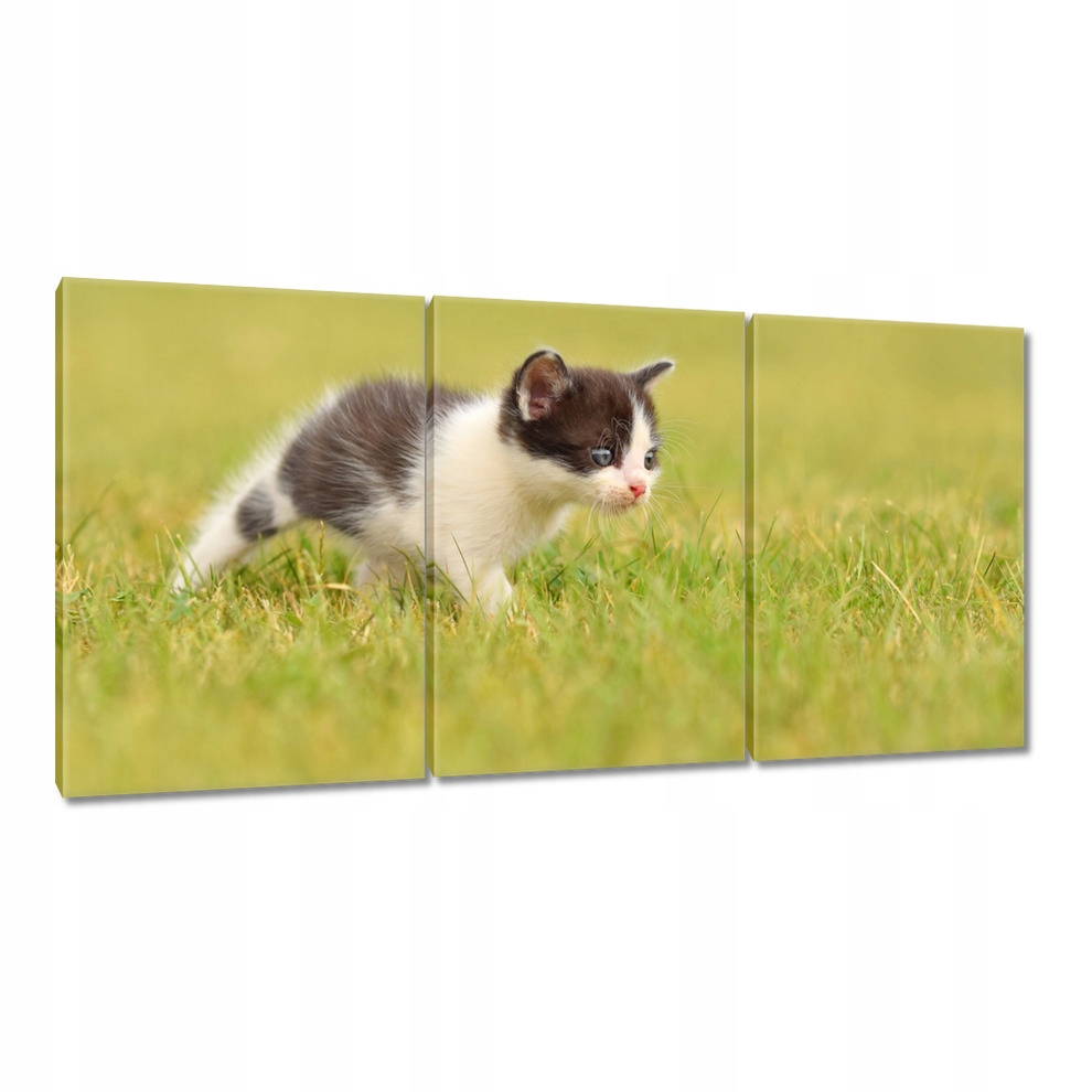 

Obrazy 120x60 Kot Kotki Koty Kicia
