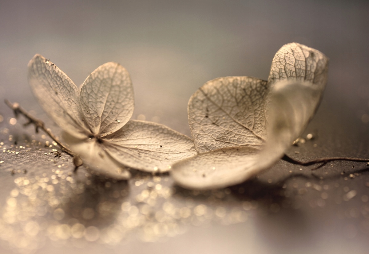 

Fototapeta Flizelinowa Hortensja Beżowy 152x104