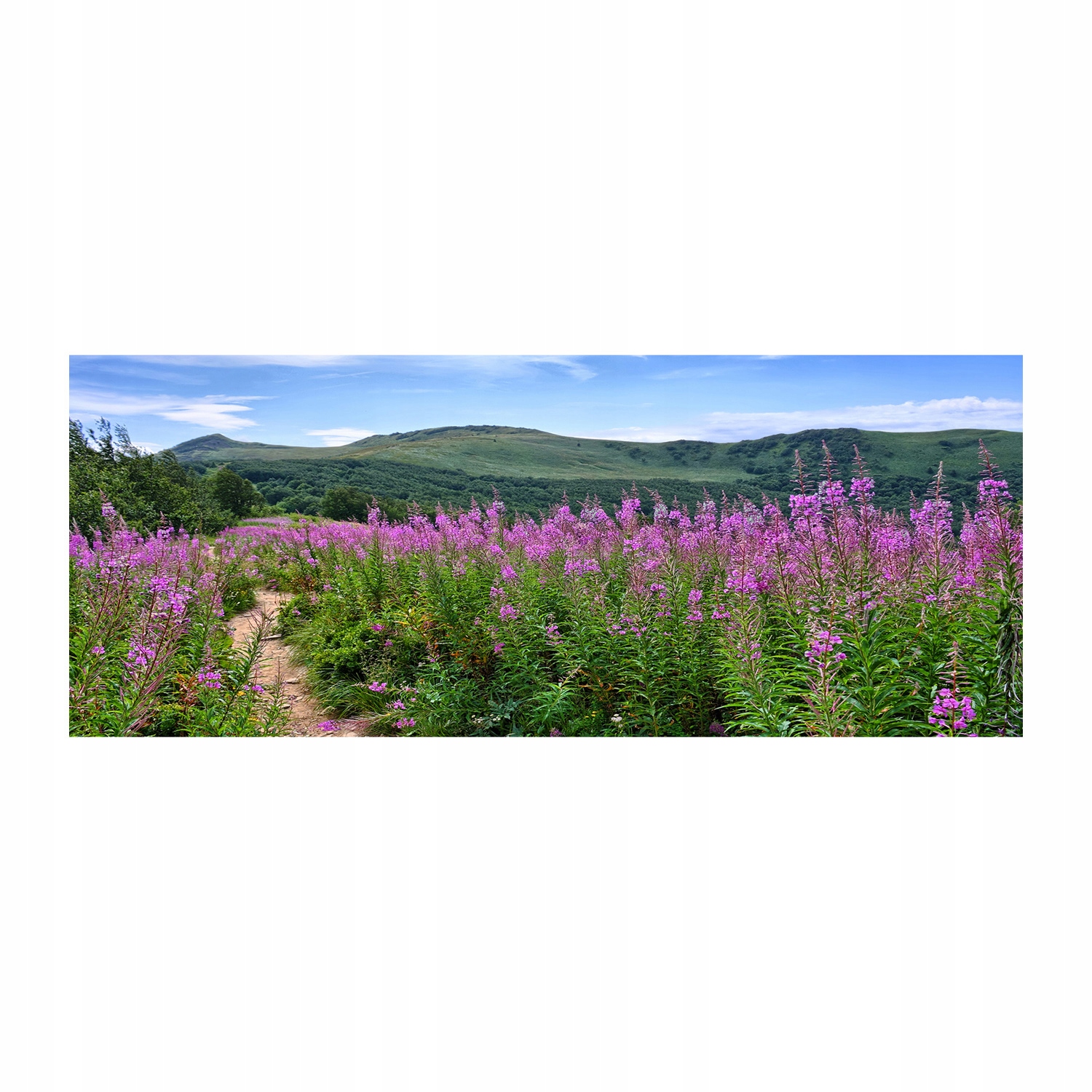 

Foto obraz akryl zdjęcie Zielone wzgórza 125x50 cm