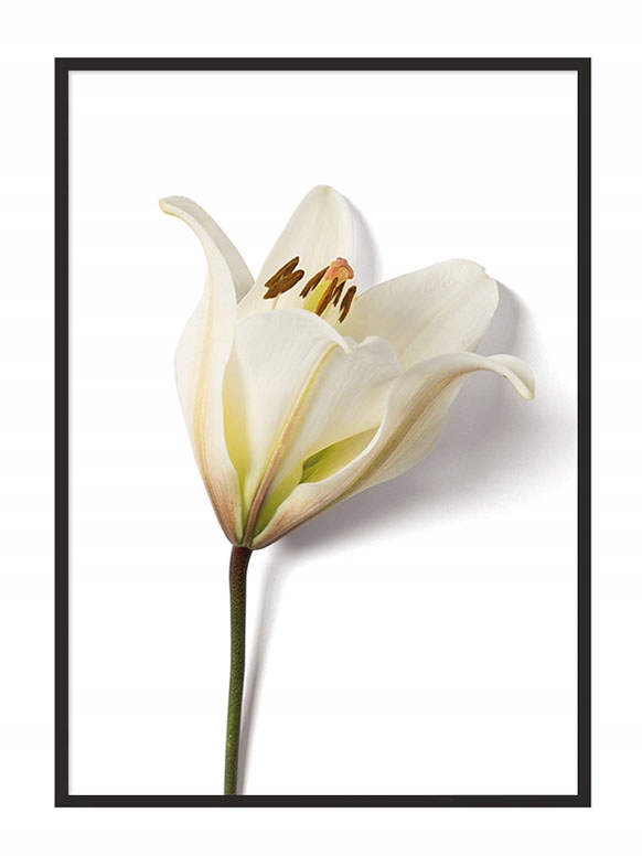 

Obraz Plakat W Ramie 53x73 cm Kwiat P881