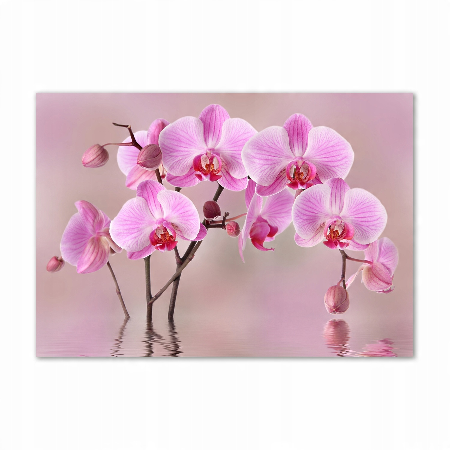 

Obraz zdjęcie szkło akryl Różowa orchidea 100x70cm
