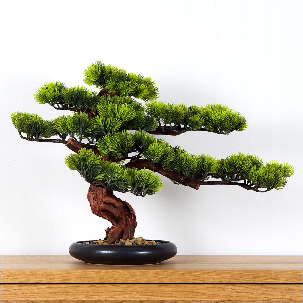 Pokojová dekorativní bonsai Borovice (PN-5)
