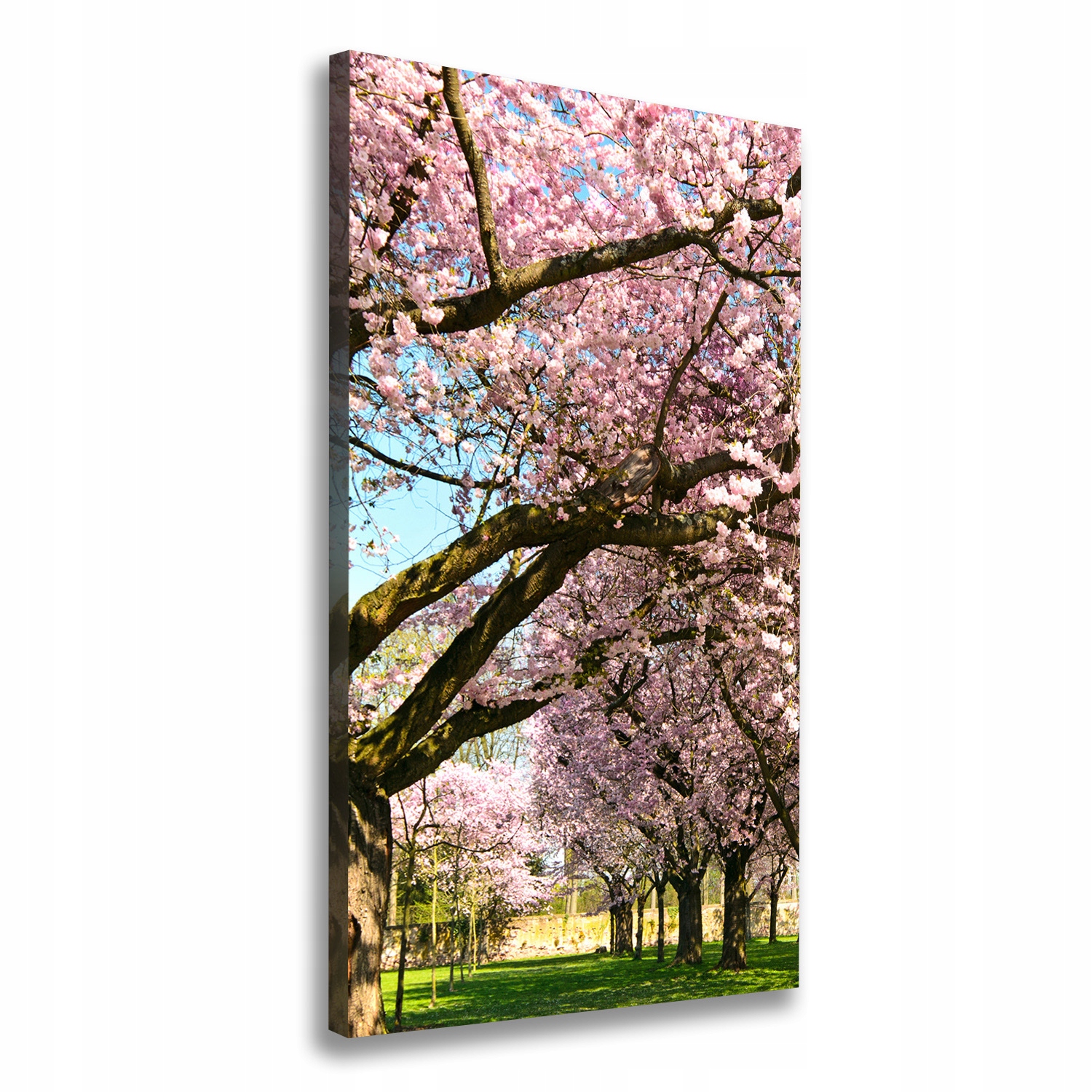 

Foto obraz canvas do salonu Drzewa wiśni 50x100