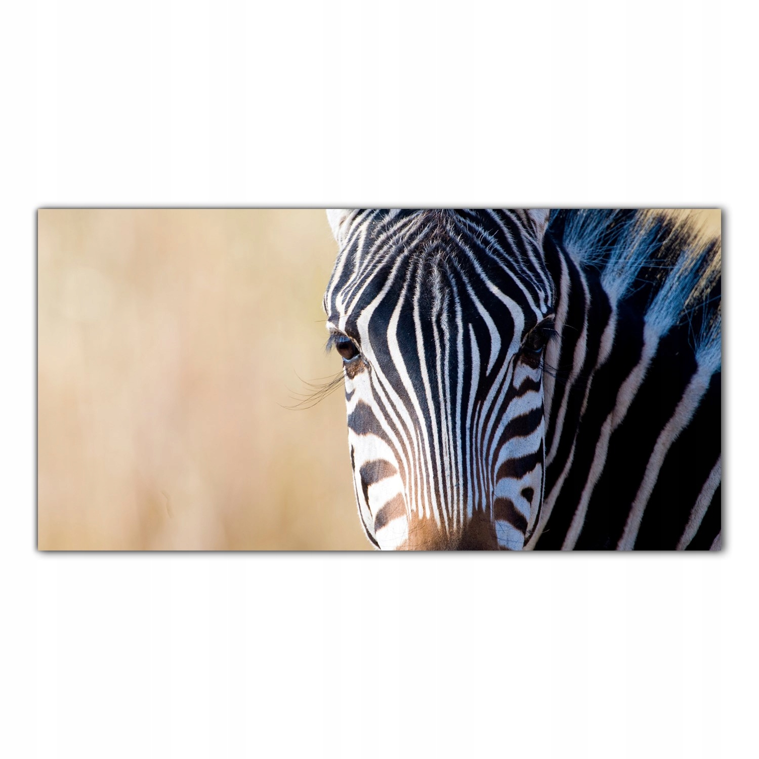 

Hartowany Obraz Szklany Zebra Safari Afryka 140x70