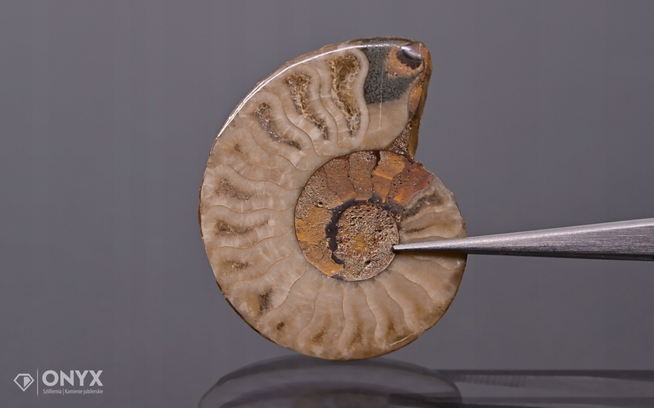 Amonit z Madagaskaru nepravidelný 33x26 mm