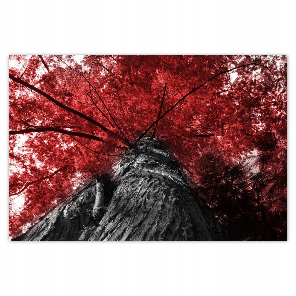 

Plakaty 60x40 Sekwoja Wysokie drzewo