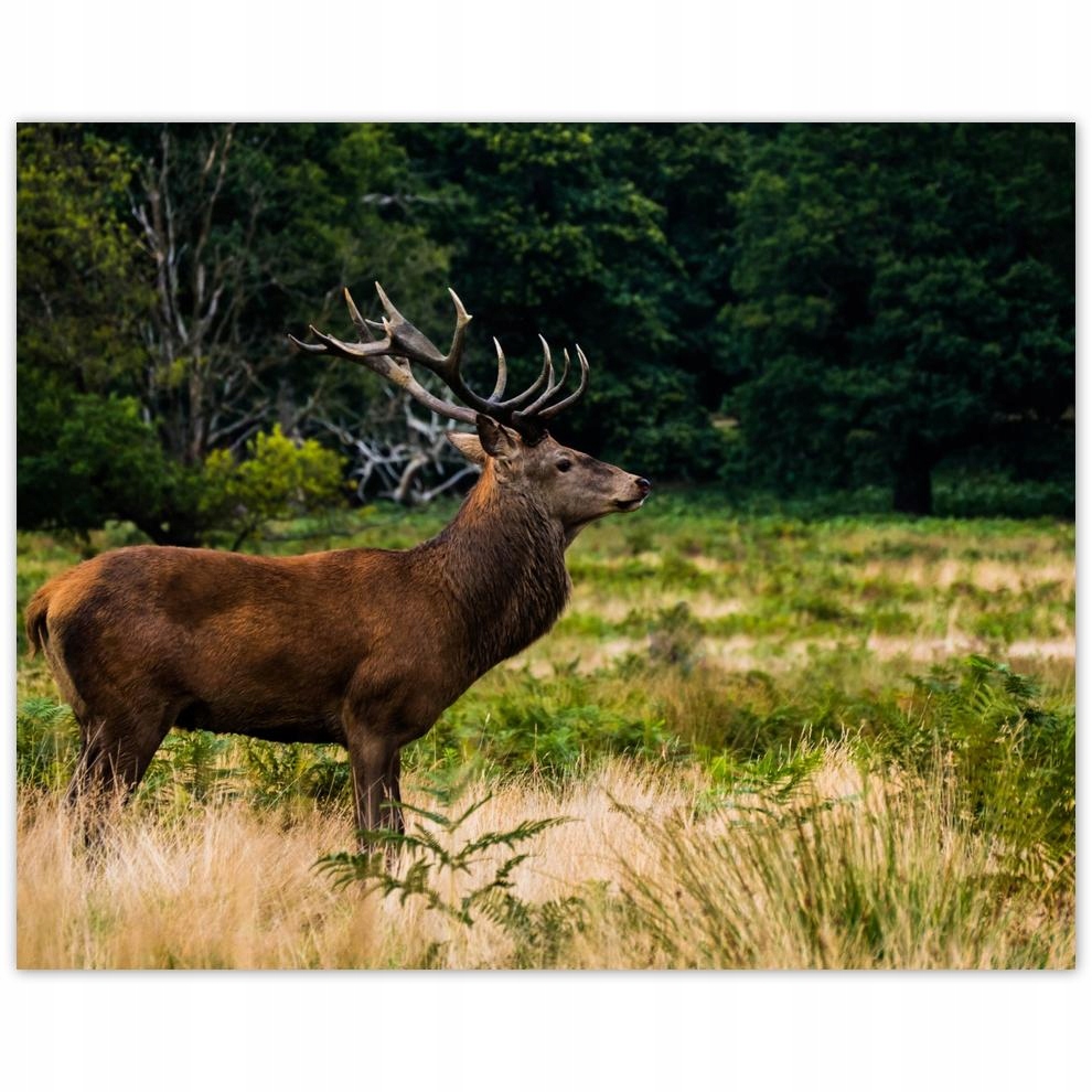 

Plakat 50x40 Olbrzymi jeleń Pejzaż