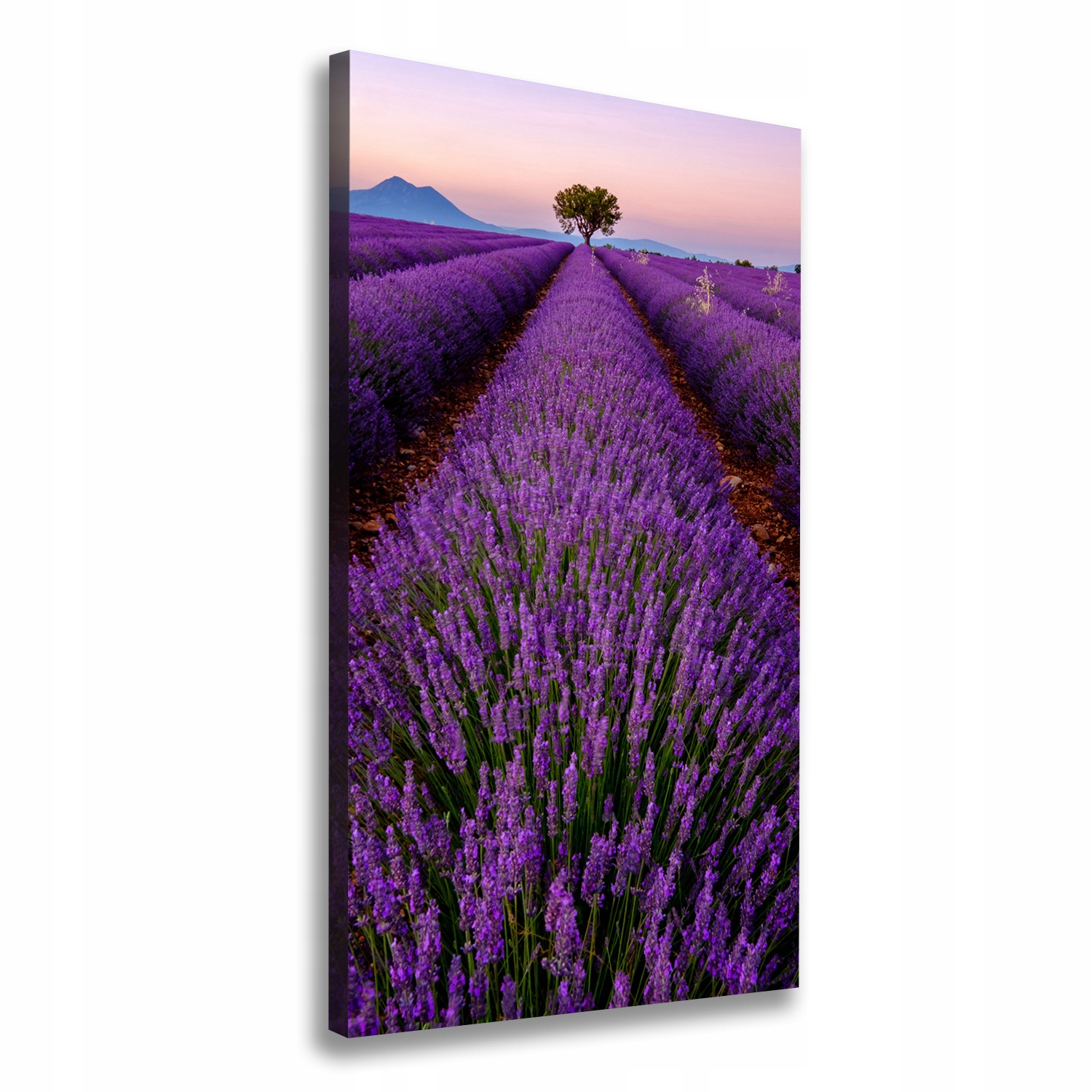 

Foto obraz canvas do salonu Pole lawendy 70x140