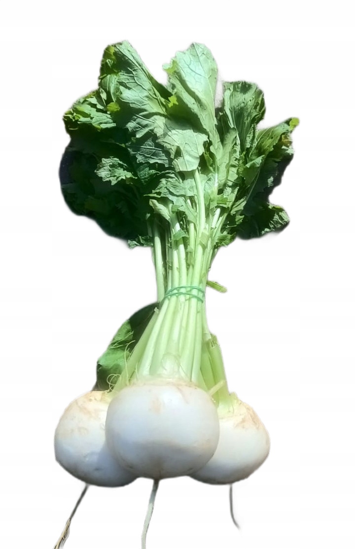 BIAŁA RZEPA KULA PĘCZEK BIAŁA RZODKIEW OKRĄGŁA