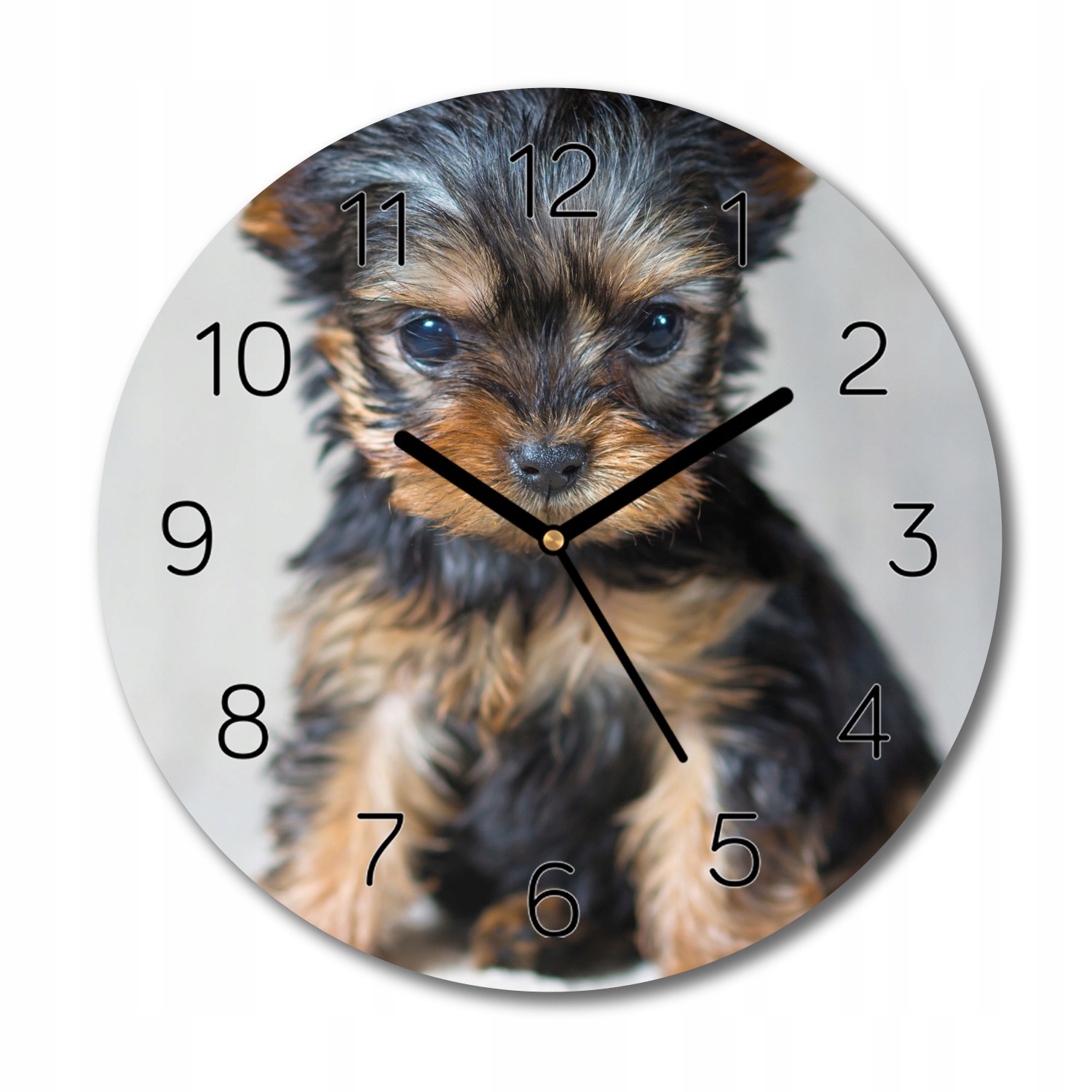 

zegar szklany York szczeniak pies na ścianę fi 30