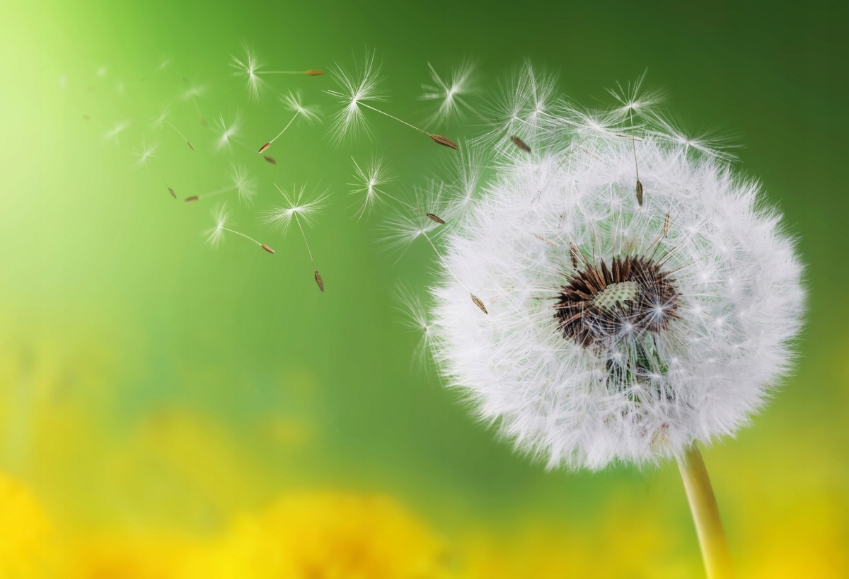 

Tapeta flizelinowa Dmuchawiec - 104x70