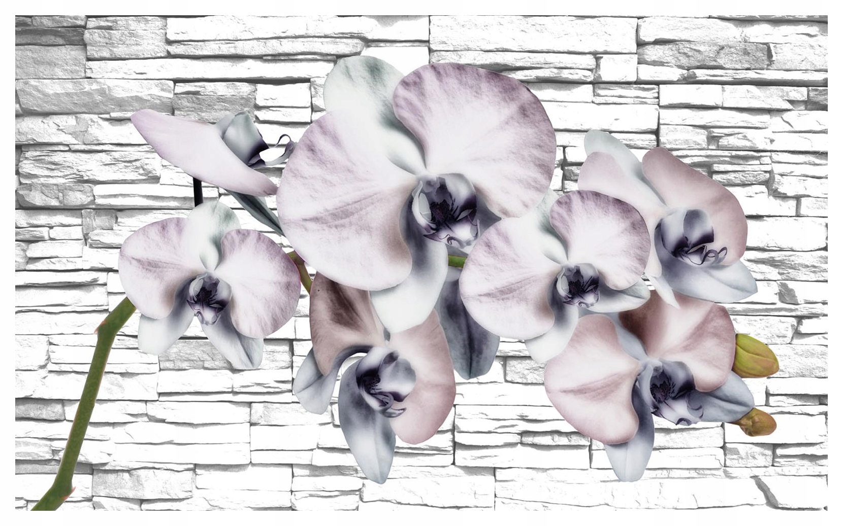 Fototapeta Orchideje na cihle elegance vinylová 254x184 lepidlo