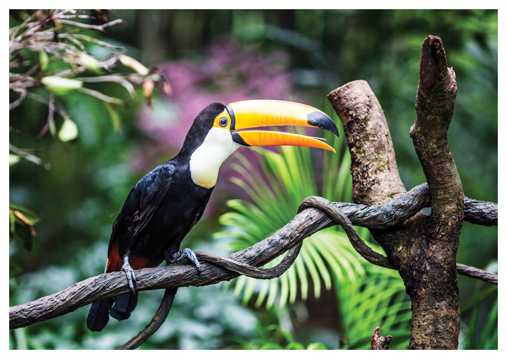 Fototapeta Tukan v tropech exotika džungle příroda 416x290 lepidlo