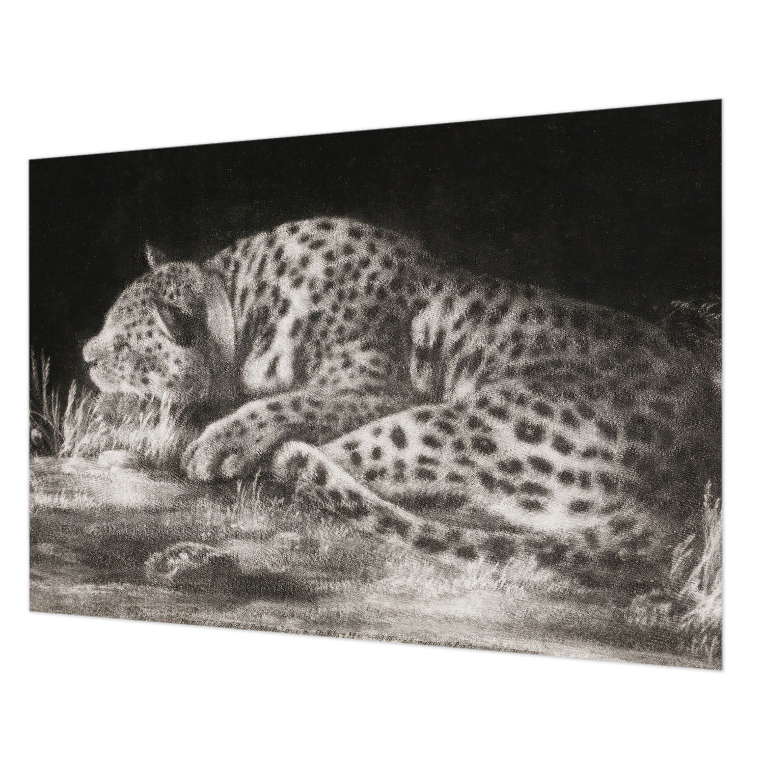 Fototapeta Na Flizelině Designerská Módní Leopard Odpočinek 208x146 Lepidlo