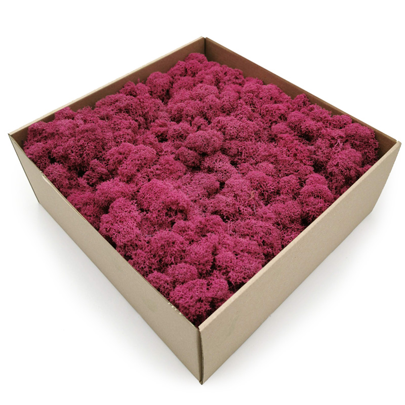 

Mech Chrobotek Fuksja 500g Netto Premium Finski