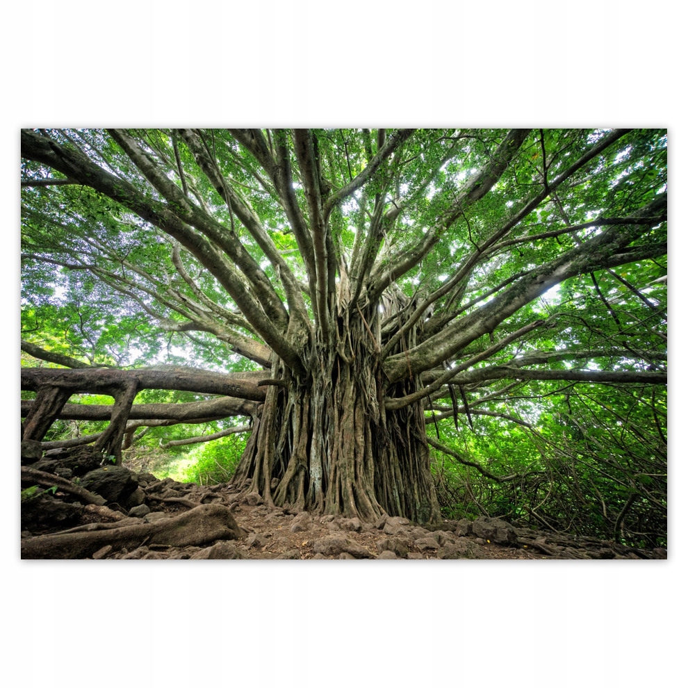 

Plakaty 93x62 Drzewo Drzewa Widok