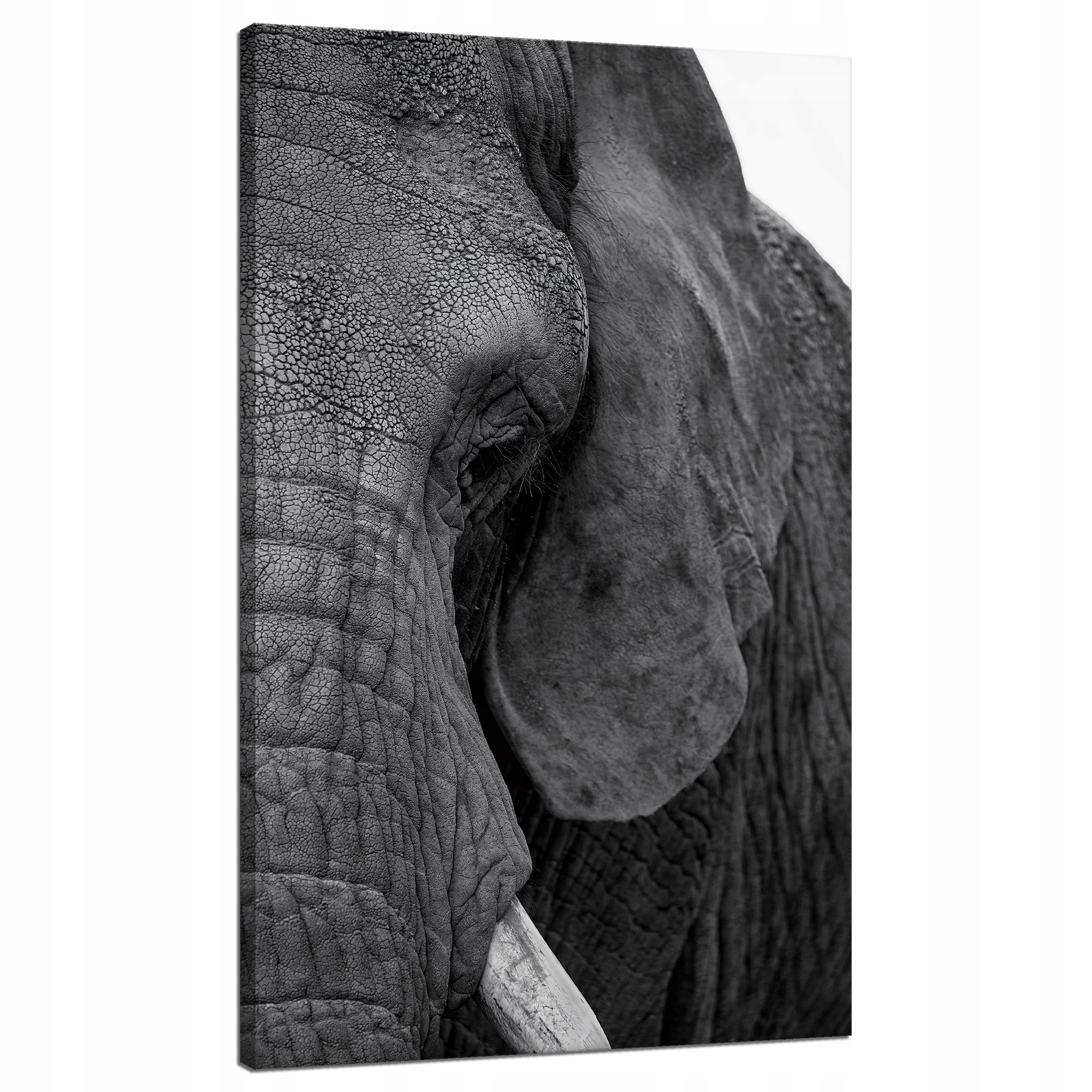 Obraz na plátně Tvář Šedého slona Oko Zvíře 70x120 cm