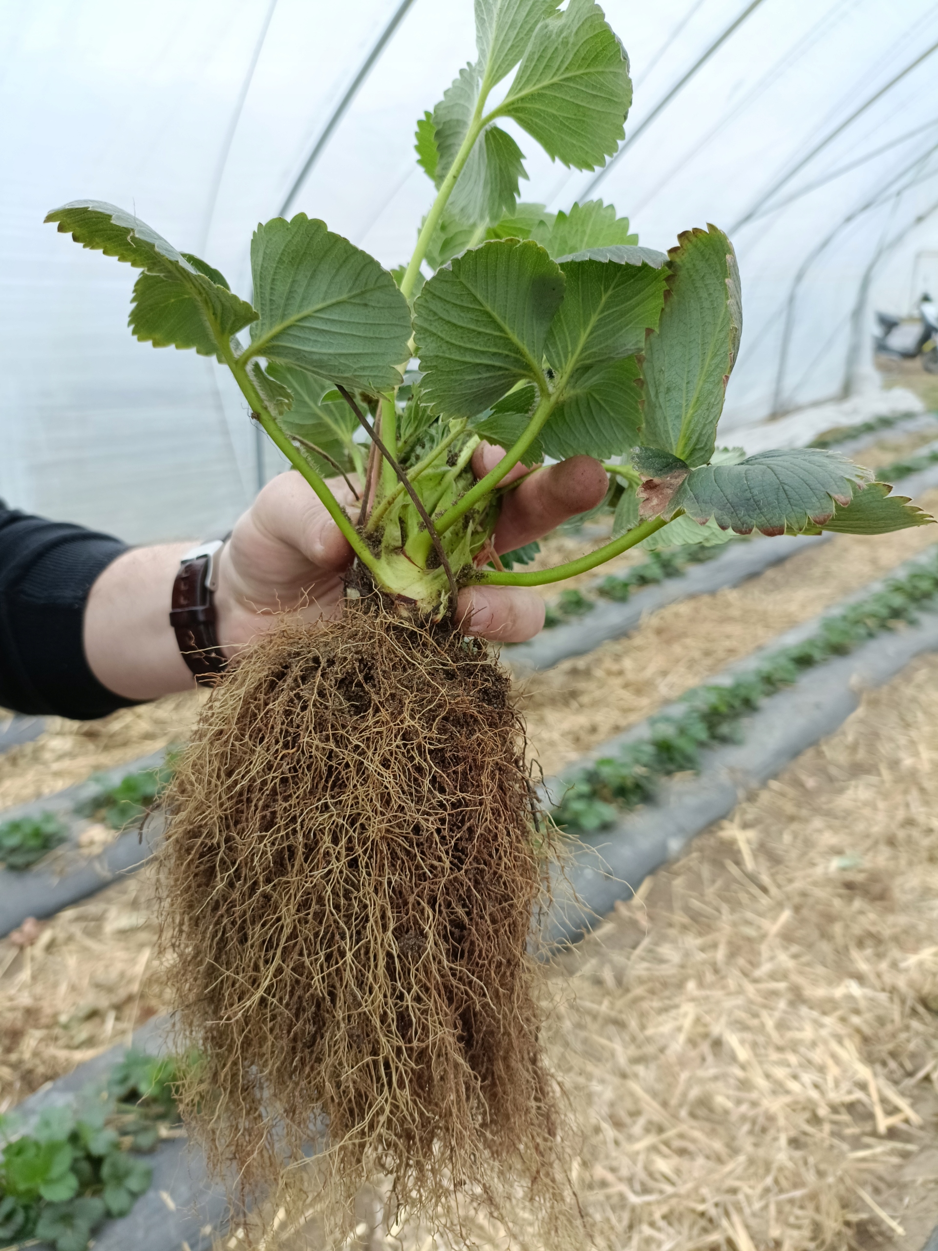 Ukorzeniacz do rozsad warzyw i jagodowych Rootex 1 kg