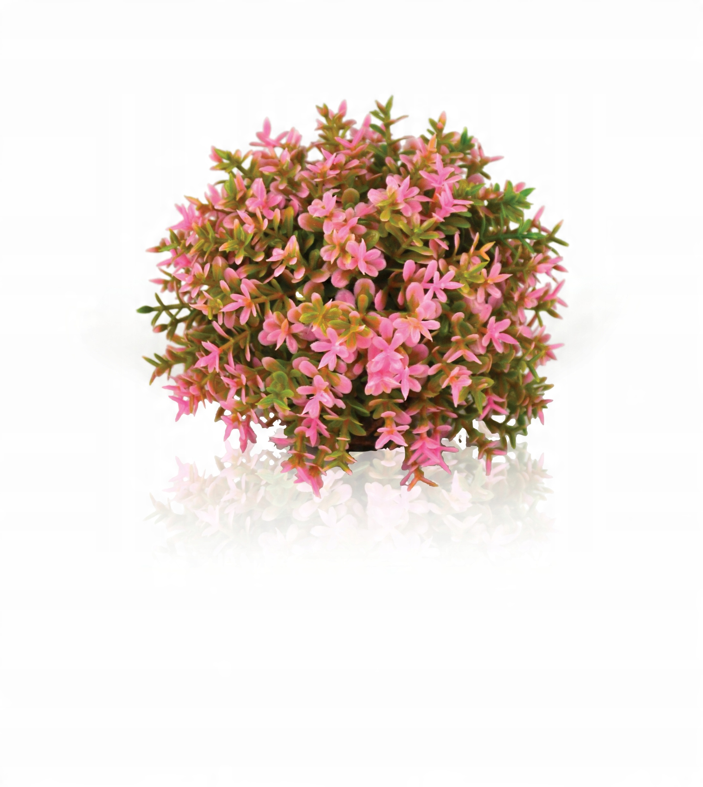 

Biorb Oase Kula Roślinna Różowa 9 CM 46088