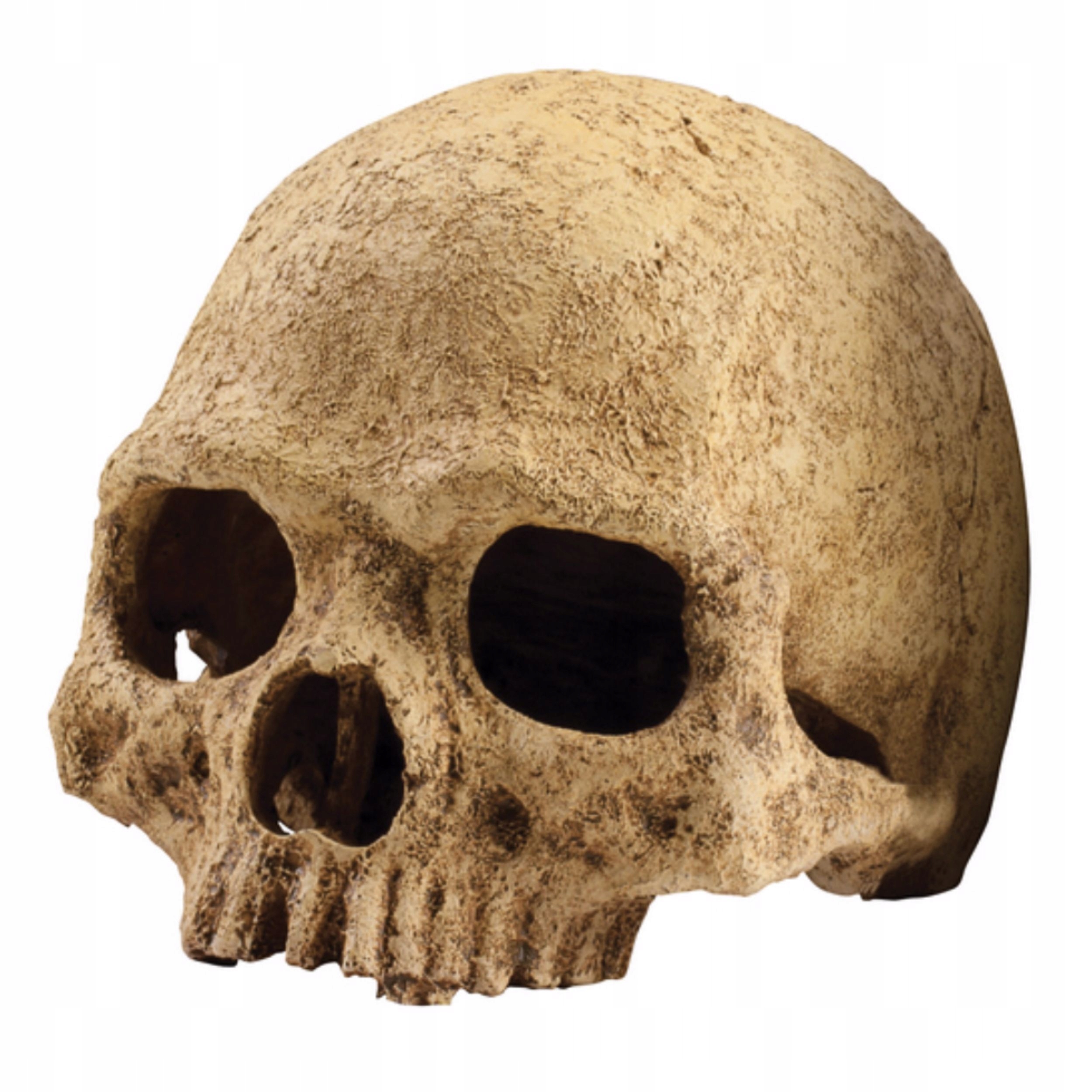 Levně Exo Terra Primate Skull Lebka vrchního EX-8558 pro Terárium
