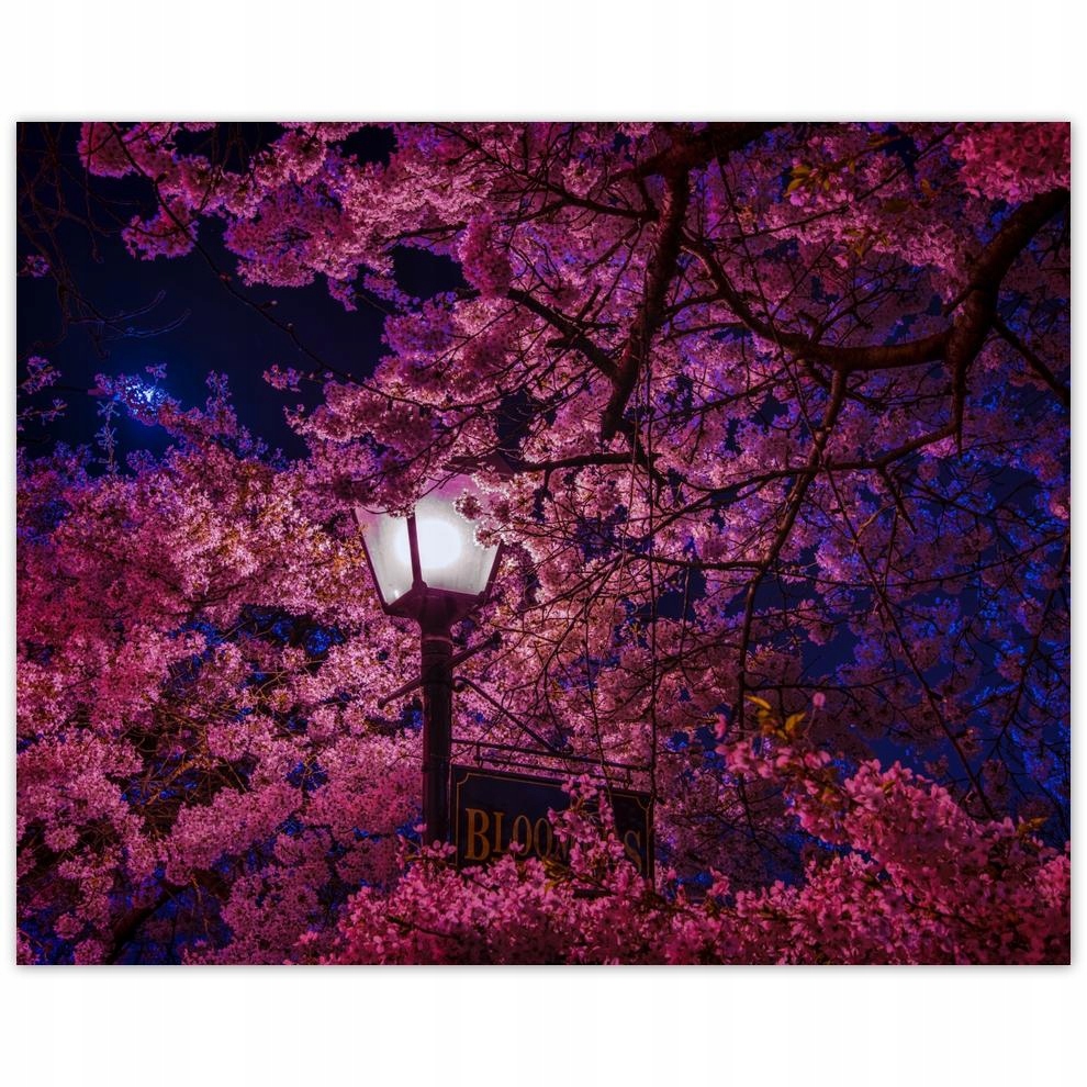 

Plakat 50x40 Głęboka noc Lampa Kwiaty