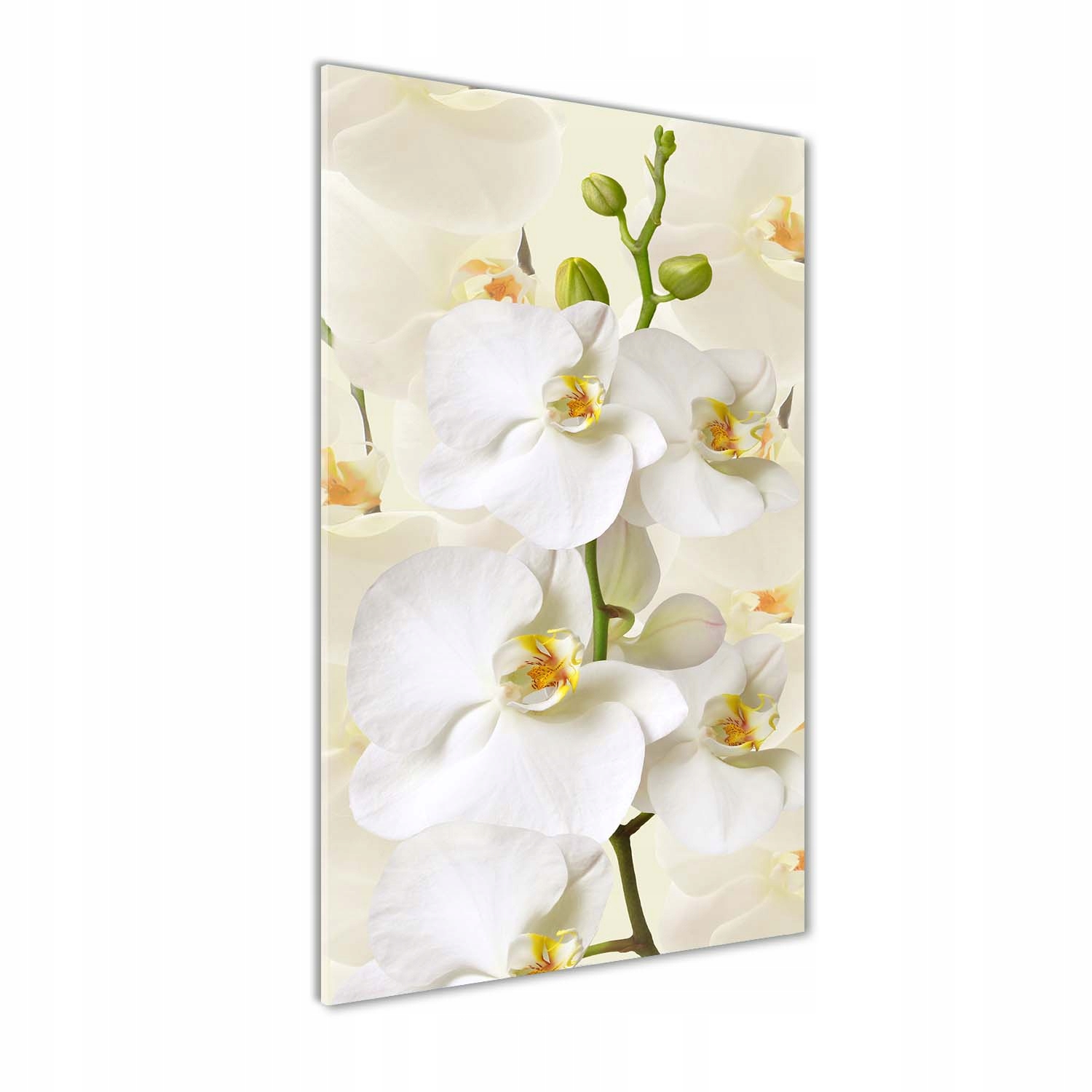 

Foto obraz akryl do salonu Biała orchidea 60x120cm