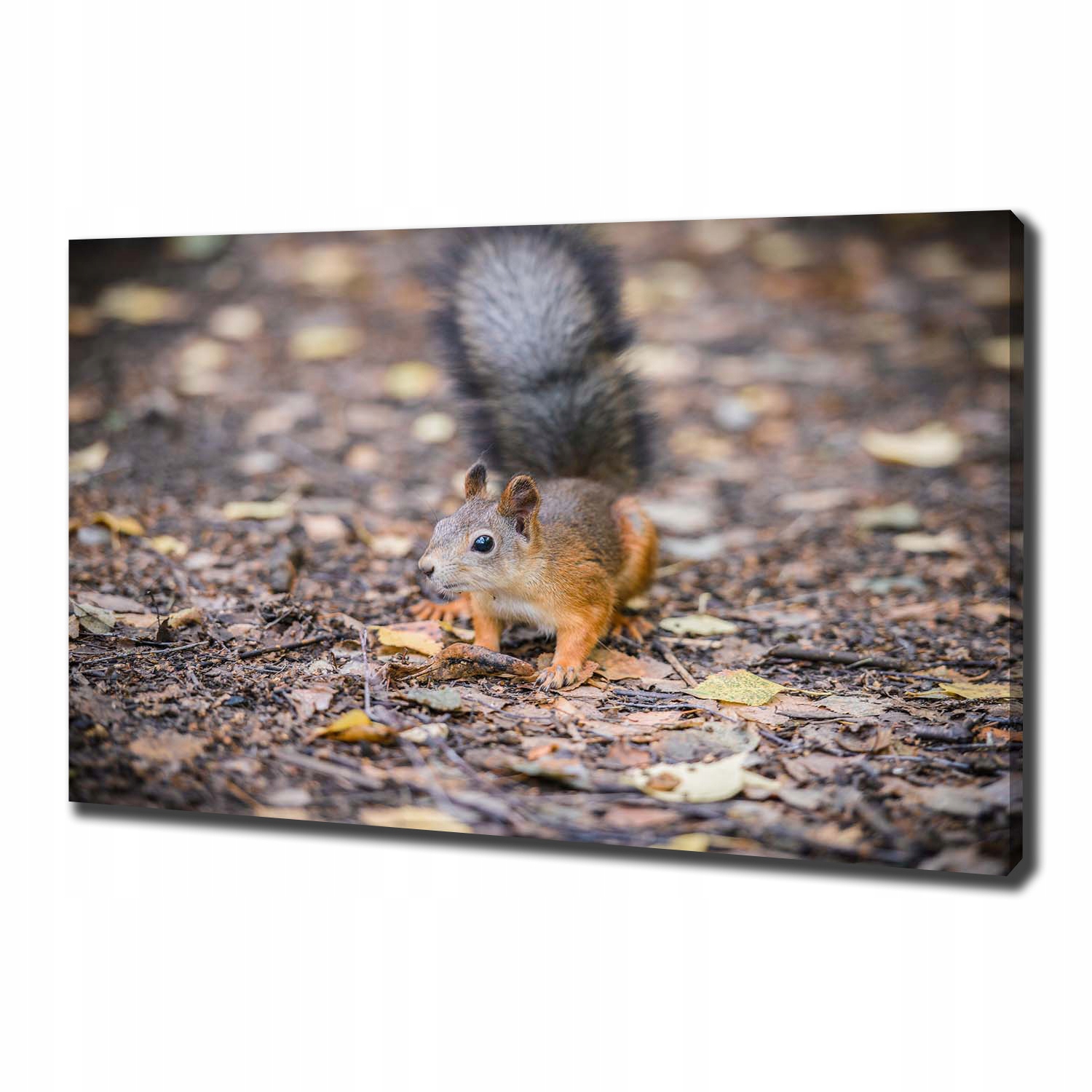 

Foto obraz canvas na ścianę Wiewiórka 100x70 cm