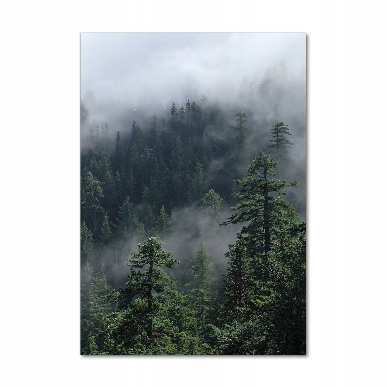 

Foto obraz akryl do salonu Mgła nad lasem 70x100cm