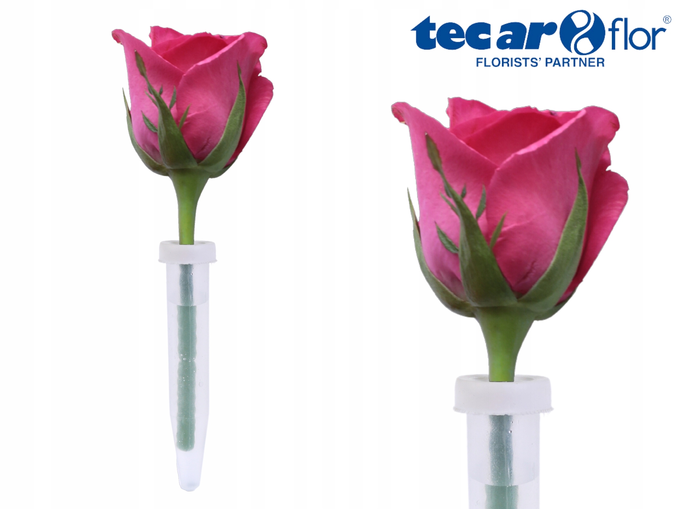 FIOLKA DO ŻYWYCH KWIATÓW ROŚLIN 10CM KPL 5 SZTUK Marka Topoblu