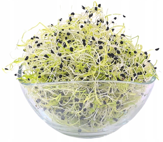 Levně Pórek – semínka na klíčky 500 g