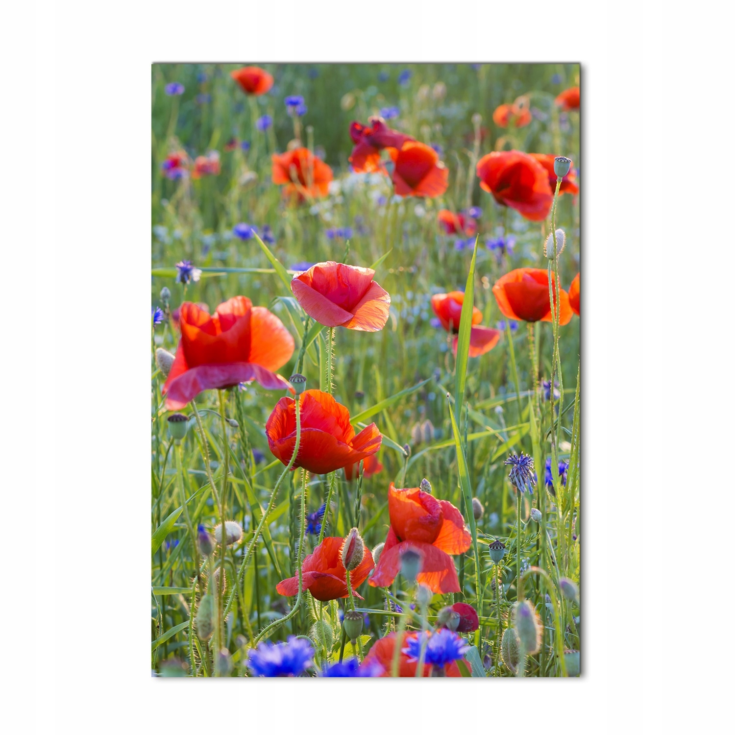 

Foto obraz akrylowy na ścianę Polne maki 70x100cm