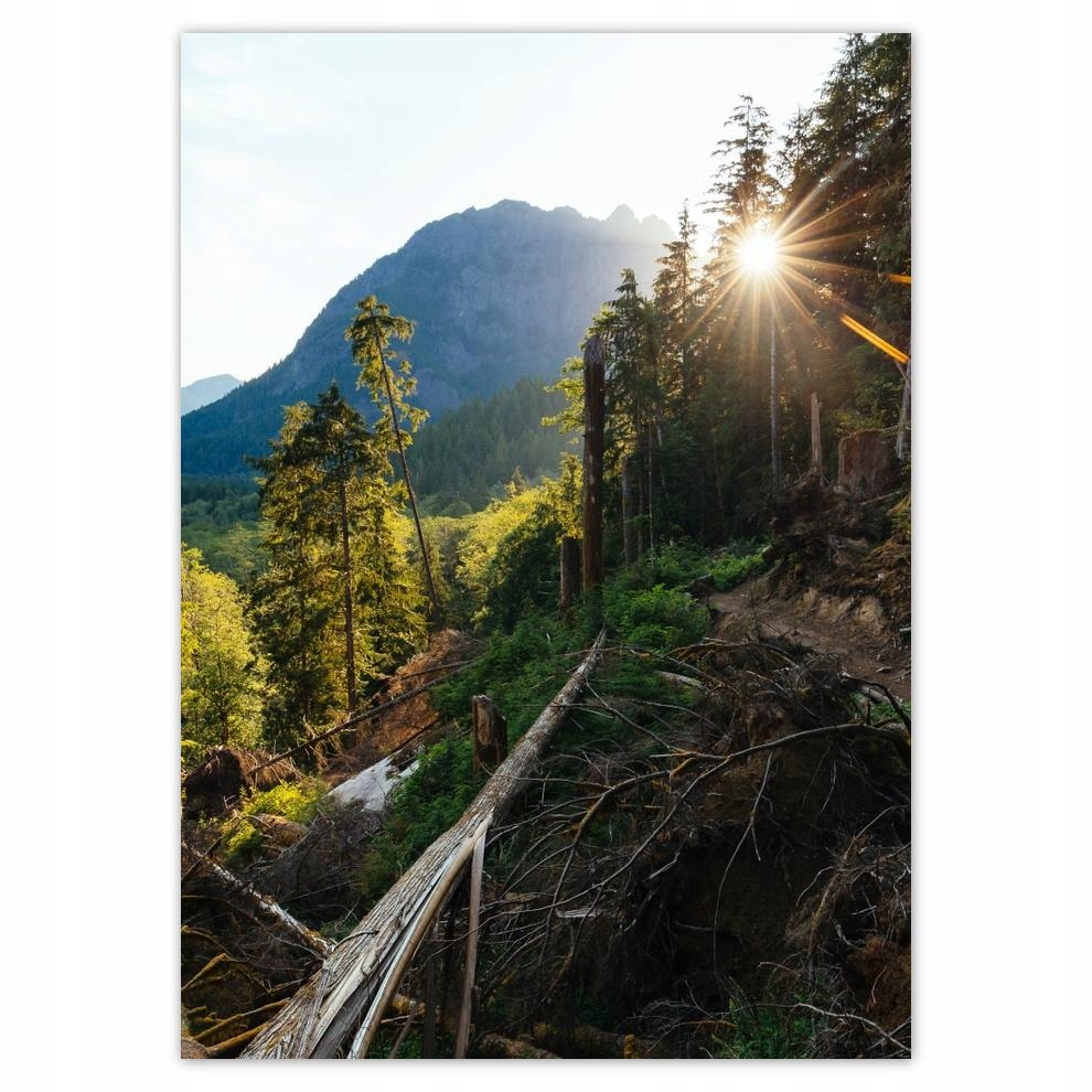 

Naklejki 50x70 Góry Słonce Las Ścieżka