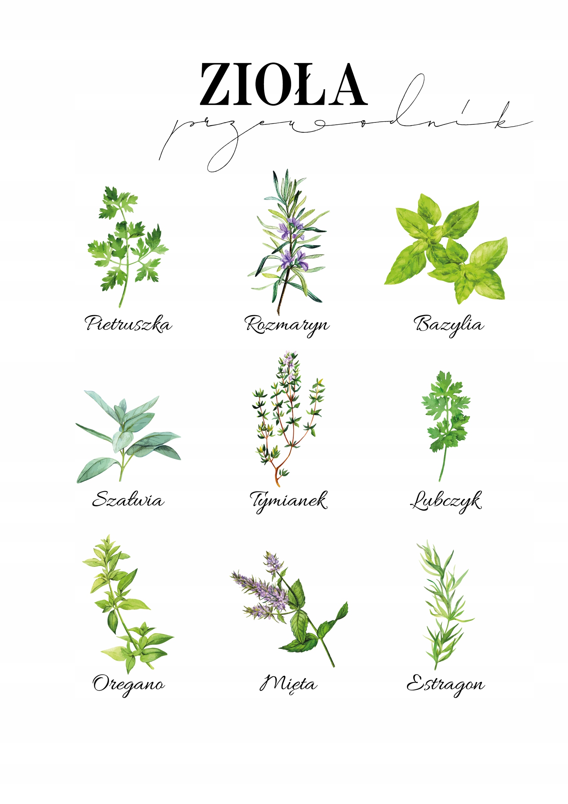 Plakat Przewodnik Rodzaje Zioła do kuchni 50x70cm