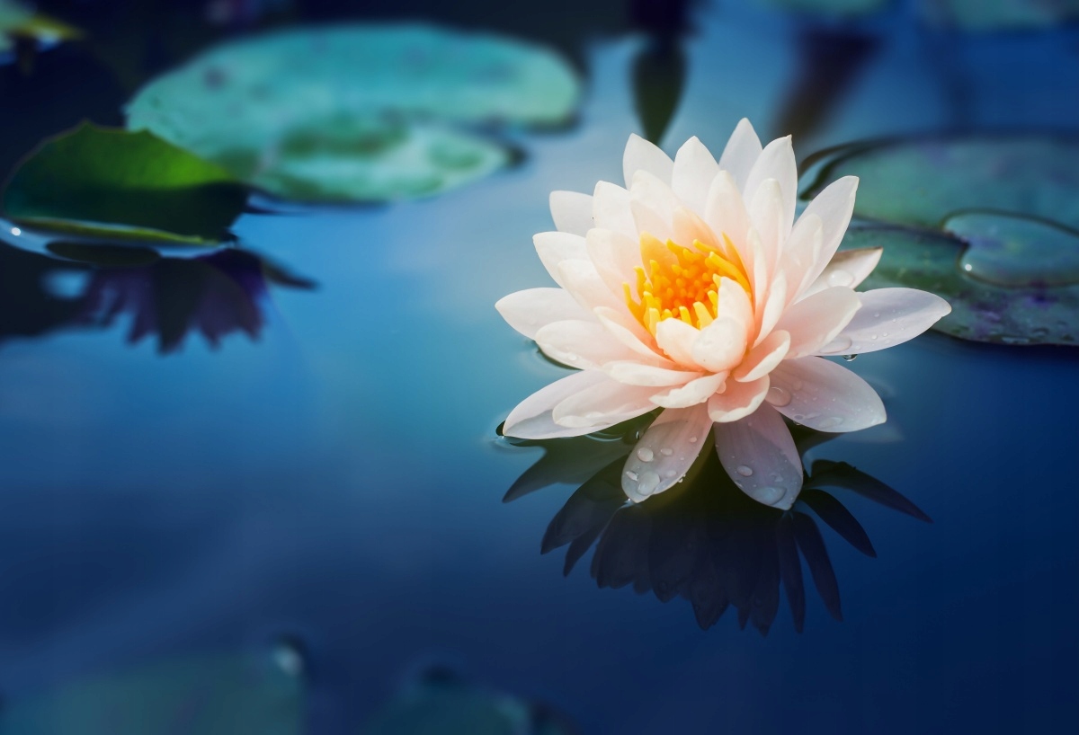 

Tapeta flizelinowa Kwiat lotosu - 104x70